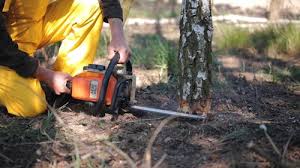 Why Choose Our Tree Removal Services in Perry, IA?