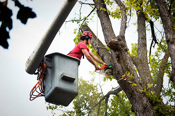 Trusted Perry, IA  Tree Services Experts